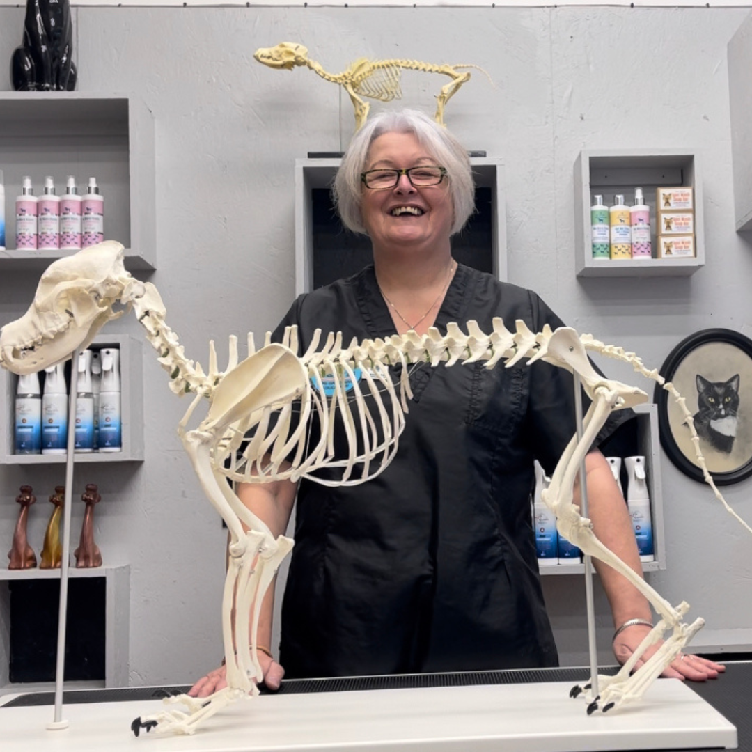 Dog Grooming Student Support Julie Harris Groomer