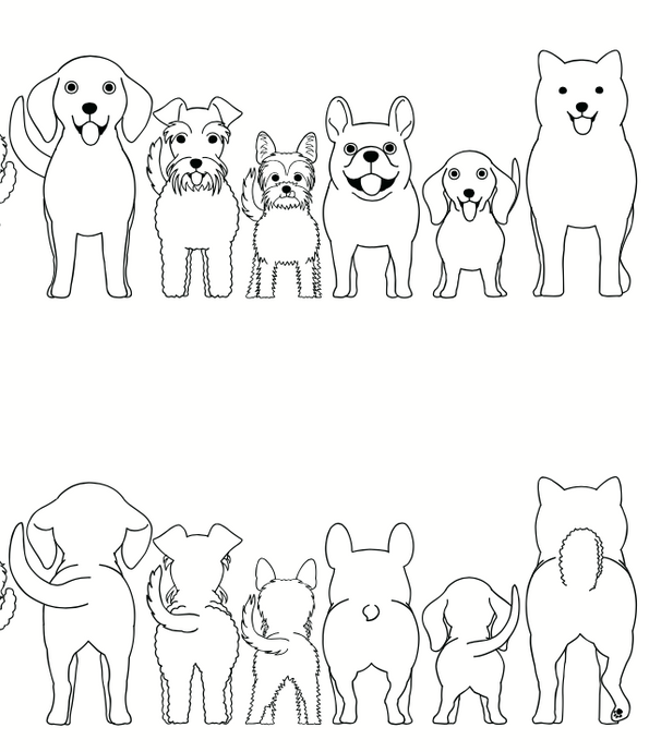 Canine Anatomy
