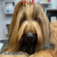 Load image into Gallery viewer, My Groomer Recommends Get Me Clean Care & Detangle Shampoo - 6 x 250ml