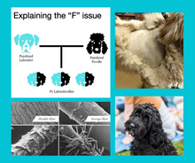 Load image into Gallery viewer, Doodles & Cockapoos Online Course