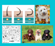 Load image into Gallery viewer, Doodles & Cockapoos Online Course