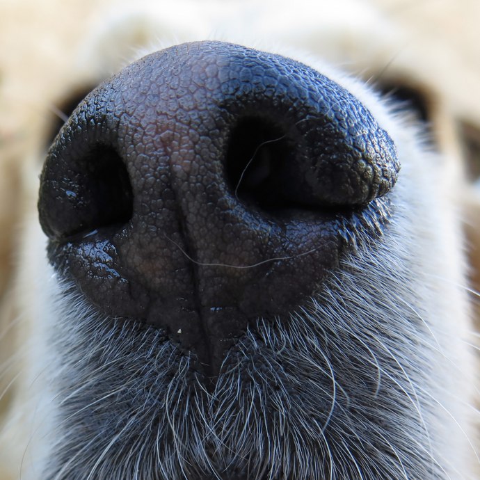 Dog's Noses
