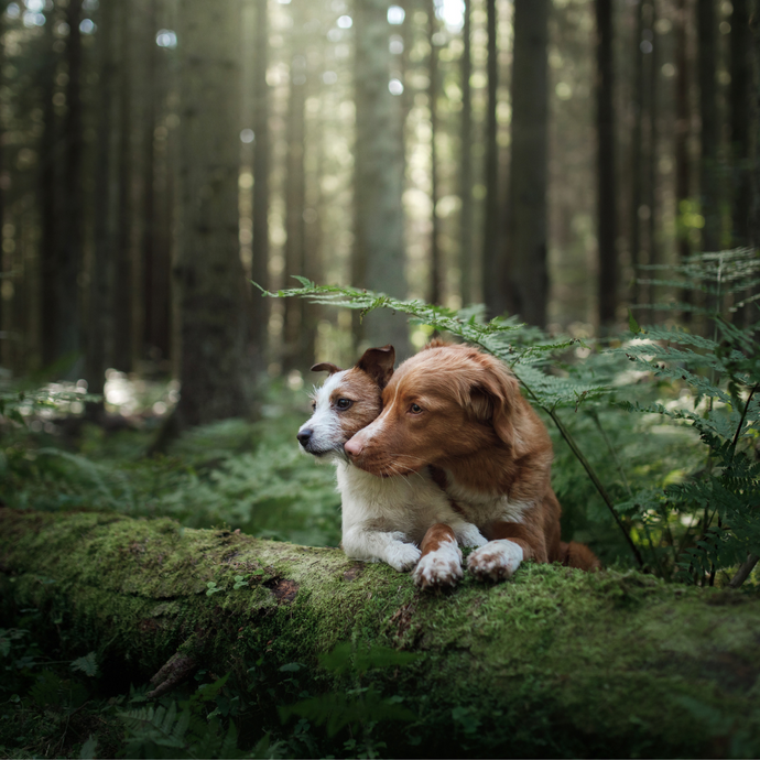 Autumn Wonders and Worries