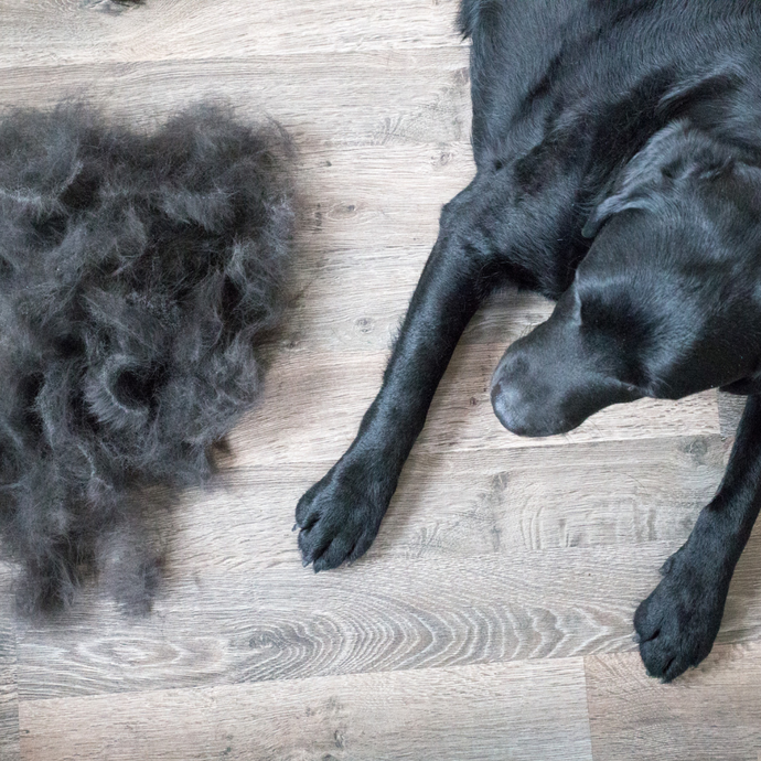 Understanding Breeds Grooming Needs