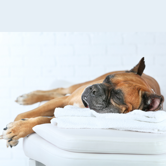 Stress-Free Grooming is a Partnership