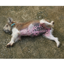 Load image into Gallery viewer, Julie Harris Education - Mastering Canine Skin Conditions Webinar
