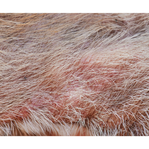 Julie Harris Education - Mastering Canine Skin Conditions Webinar
