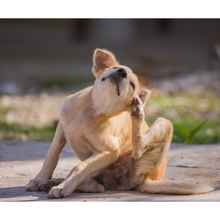 Load image into Gallery viewer, Julie Harris Education - Mastering Canine Skin Conditions Webinar

