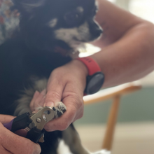 Load image into Gallery viewer, My Groomer Recommends Twinkle Toes Nail Clippers
