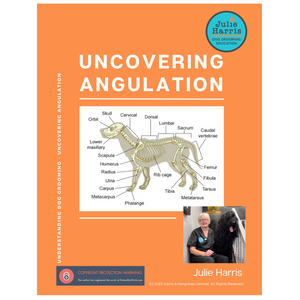 Identifying & Uncovering Angulation Workbook