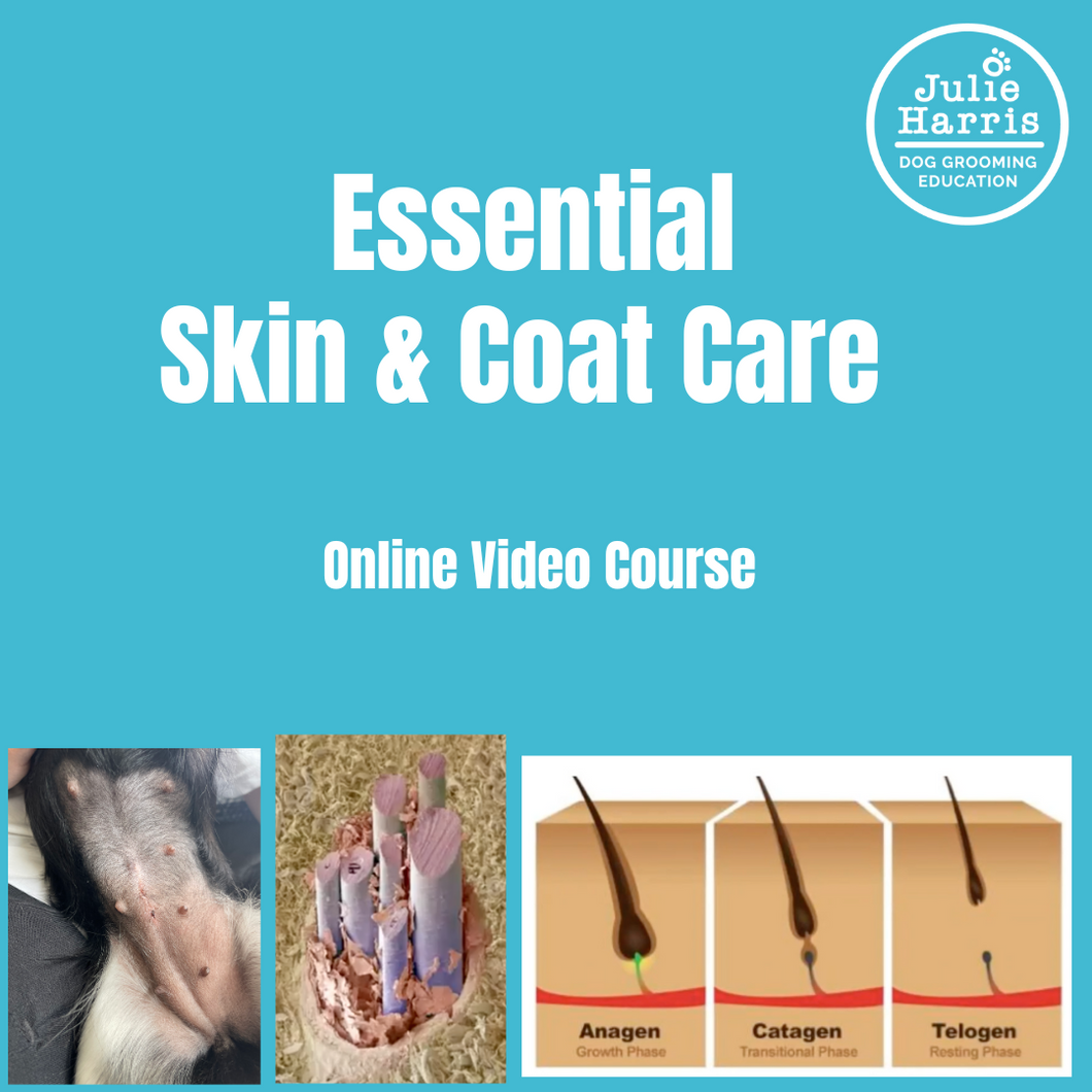 Online Dog Skin Coat Care Course Essential Knowledge For Dog