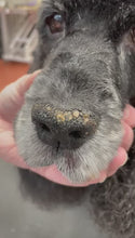 Load and play video in Gallery viewer, Love Me Paw &amp; Nose Balm - NEW
