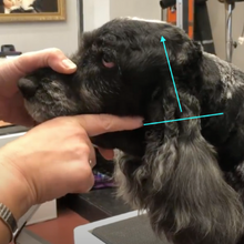 Load image into Gallery viewer, Spaniel Blueprint Short Online Course - CPD Accredited
