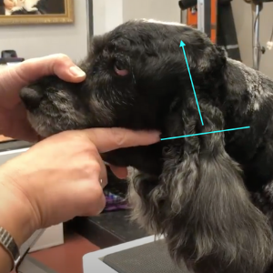 Julie Harris Education Spaniel Blueprint Short Online Course