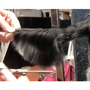 Julie Harris Education Spaniel Blueprint Short Online Course
