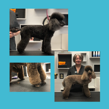 Load image into Gallery viewer, Julie Harris Education Poodle Lamb Trim Blueprint online course
