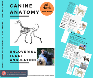 Canine Anatomy- Uncovering Front Angulation- Digital Book