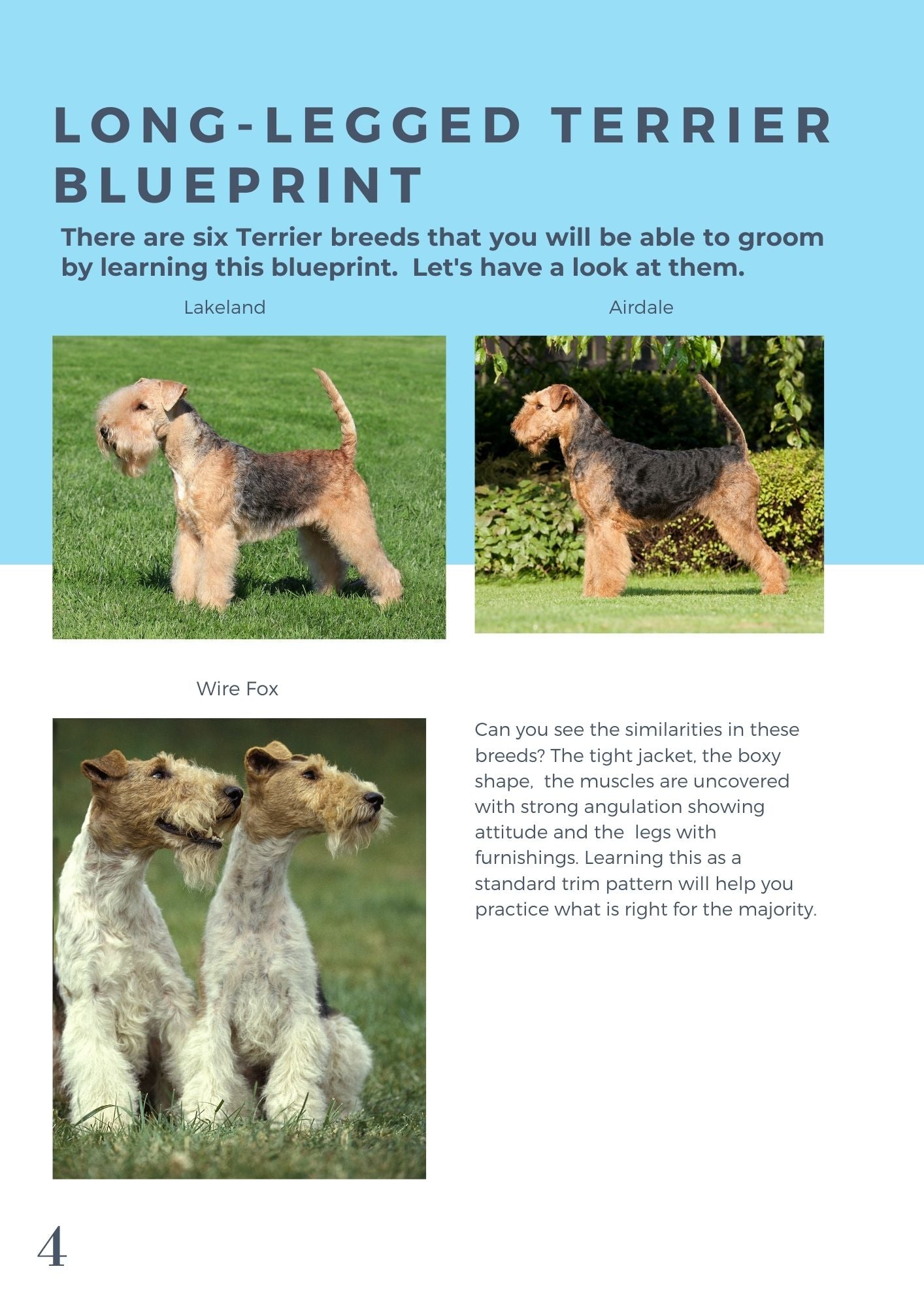 Long sales legged terrier