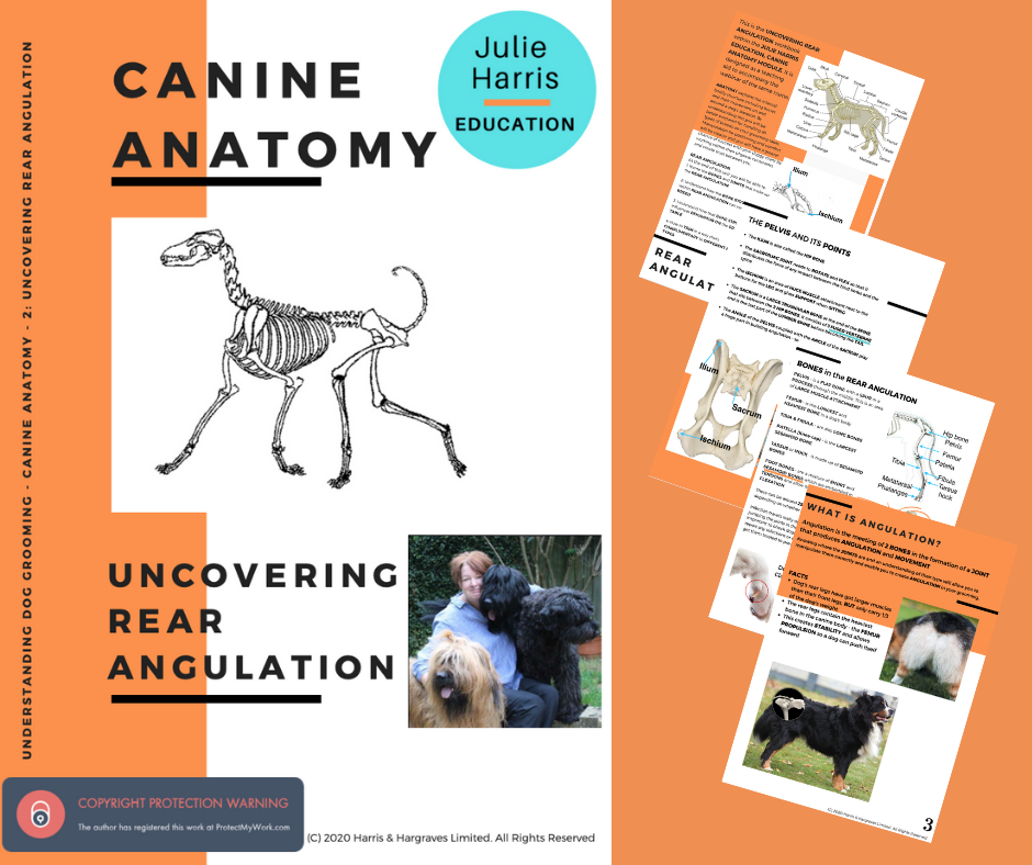 Canine Anatomy - Uncovering Rear Angulation - Digital Book