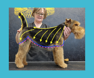 Long-Legged Terrier Blueprint Short Online Course - CPD Accredited