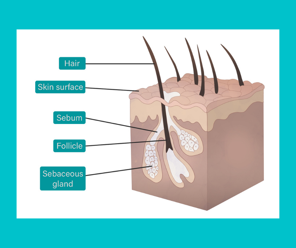Online Dog Skin & Coat Care Course Essential Knowledge For Dog