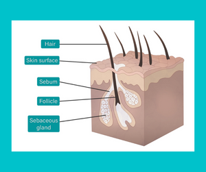 Julie Harris Education Dog Skin & Coat Care Online Course