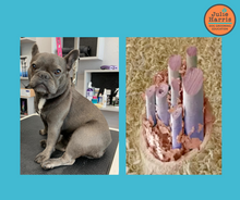 Load image into Gallery viewer, Julie Harris Education Dog Skin &amp; Coat Care Online Course
