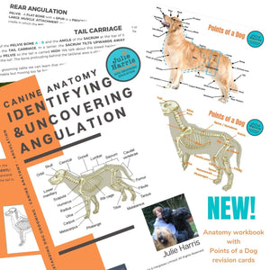 5 Workbook Bundle