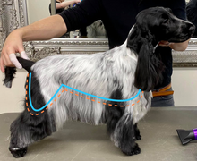 Load image into Gallery viewer, Julie Harris Education Spaniel Blueprint Short Online Course
