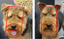 Load image into Gallery viewer, Long-Legged Terrier Blueprint Online Course - CPD Accredited
