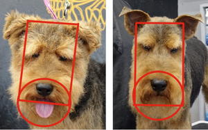 Julie Harris Education Long-Legged Terrier Blueprint Online Course