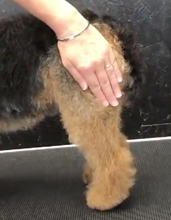 Load image into Gallery viewer, Julie Harris Education Long-Legged Terrier Blueprint Online Course
